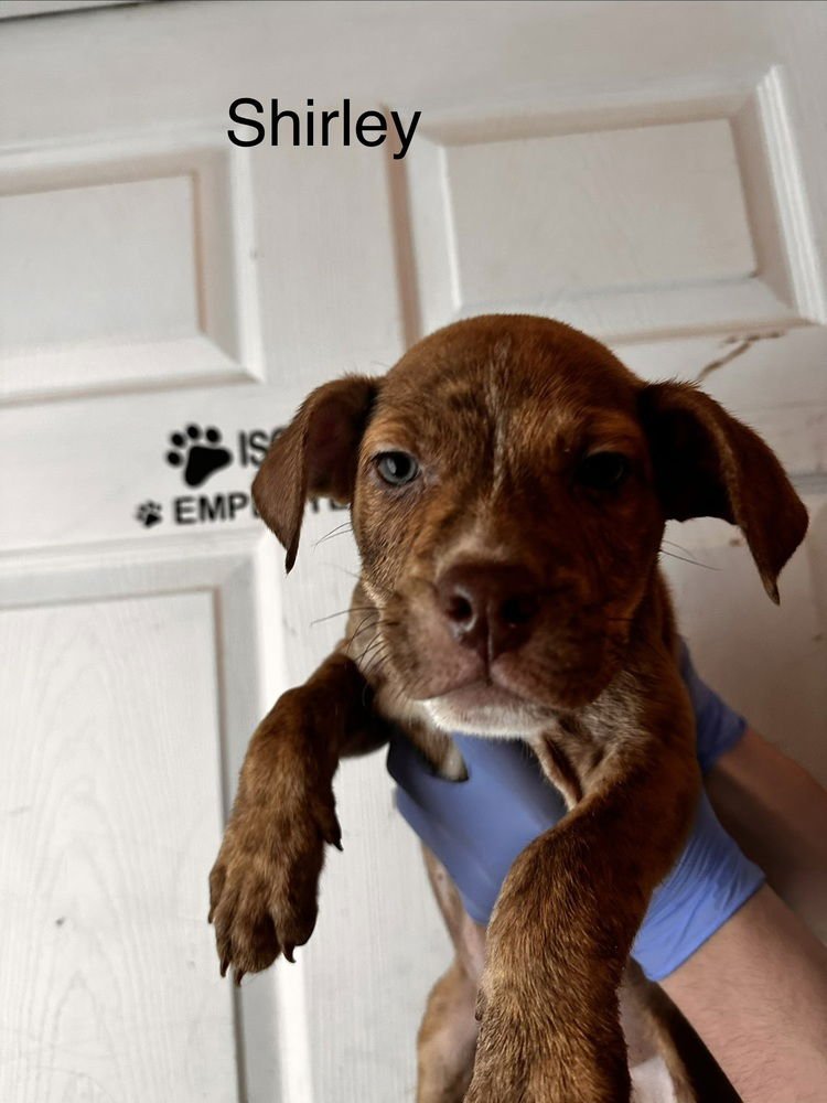SHIRLEY - Pit Bull Terrier available for adoption
