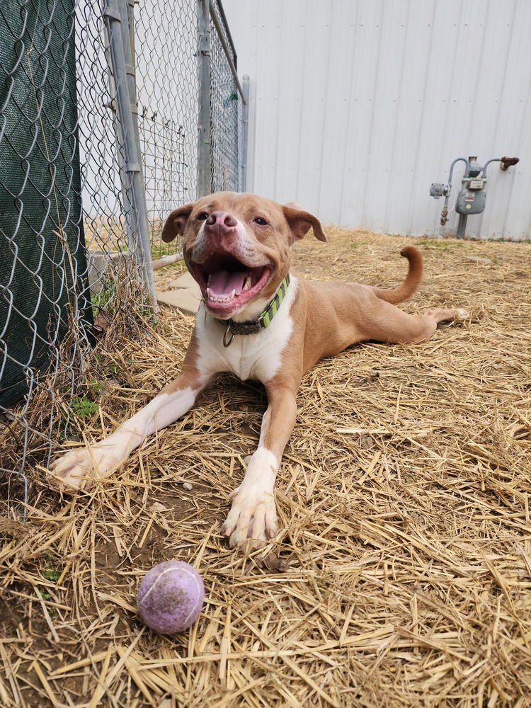 GUNNER - Boxer / Terrier available for adoption