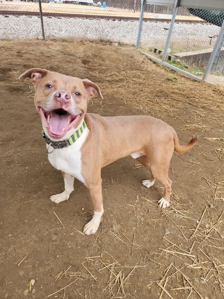 GUNNER - Boxer / Terrier available for adoption