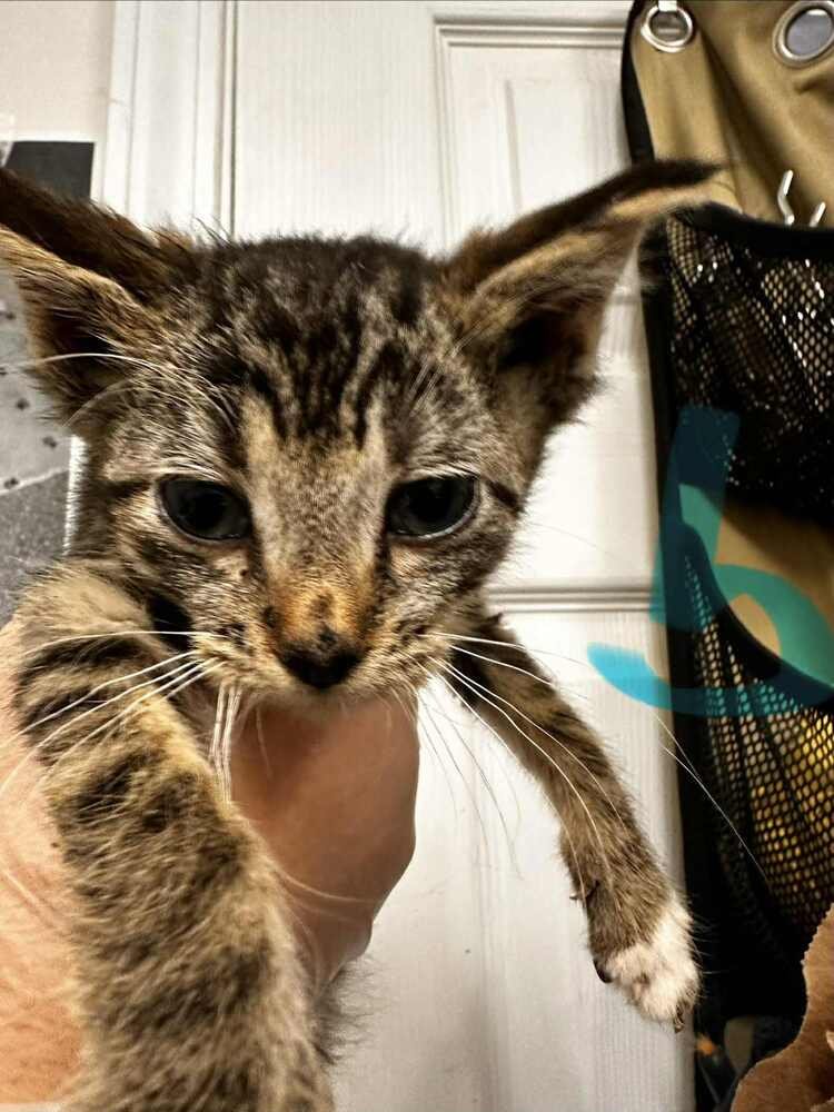 GEO - Domestic Short Hair available for adoption