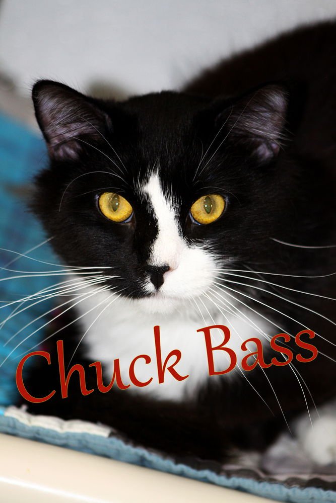 CHUCK BASS - Domestic Medium Hair available for adoption