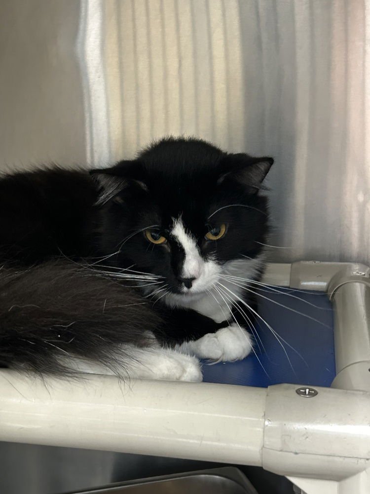 Chuck Bass - Photo 4