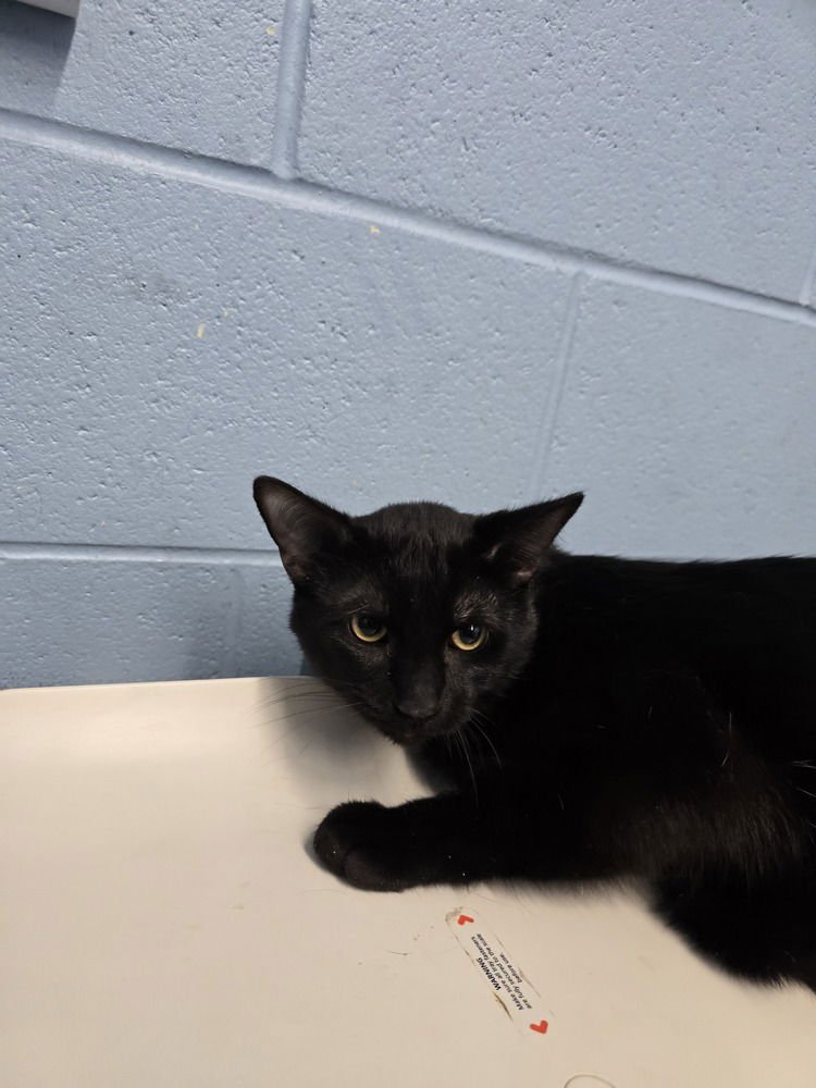 JERKY - Domestic Short Hair available for adoption