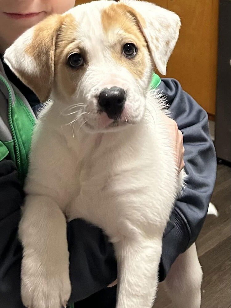 RAYLYNN - American Pit Bull Terrier available for adoption