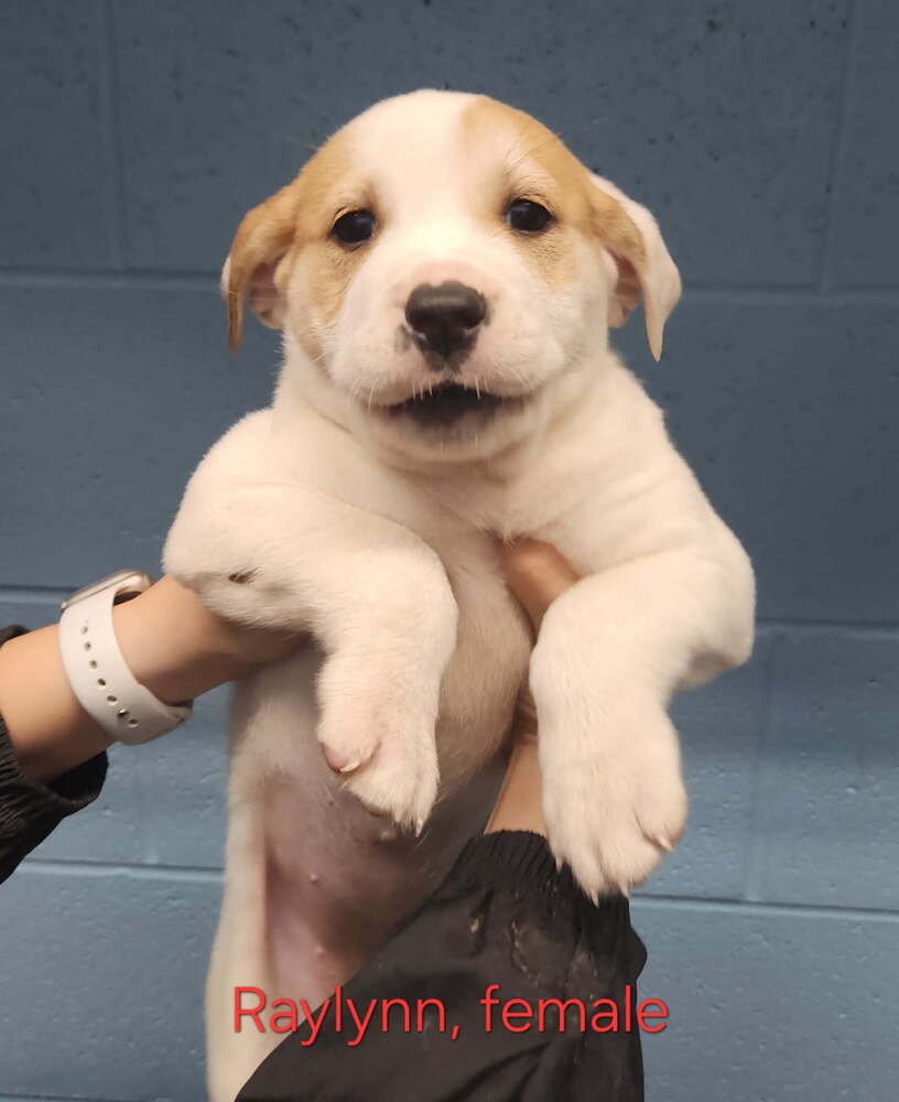 RAYLYNN - American Pit Bull Terrier available for adoption