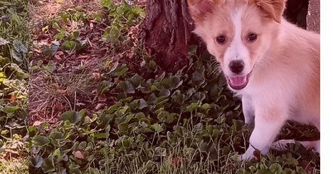 GUMMY - Collie available for adoption