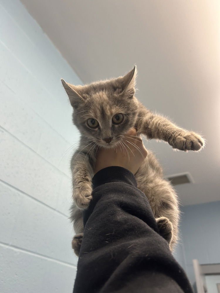 CLARICE - Domestic Short Hair available for adoption