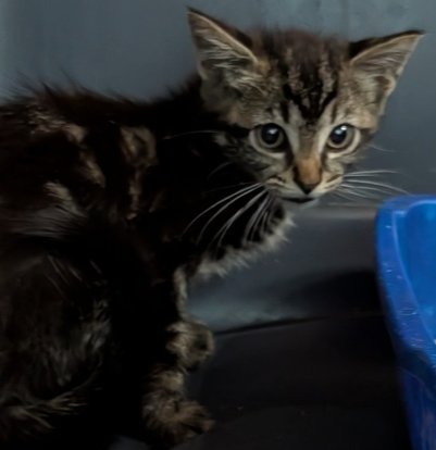 TAHOE - Domestic Short Hair available for adoption