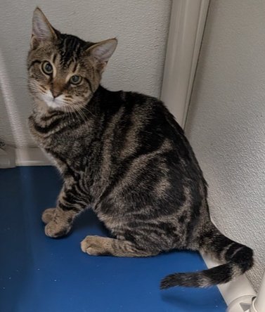 TAHOE - Domestic Short Hair for adoption in Evansville