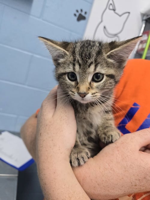 EMMA - Domestic Short Hair available for adoption