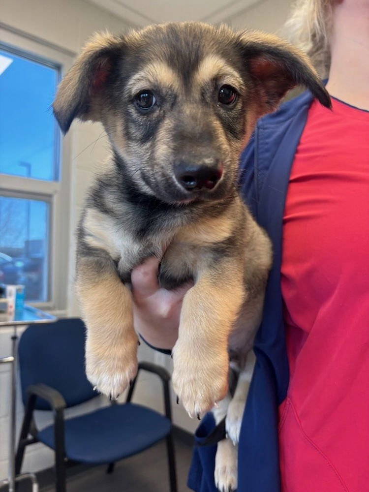 JIMMY - Husky / Collie available for adoption