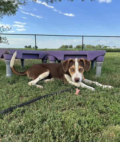 BLITZ - Hound / Australian Shepherd available for adoption