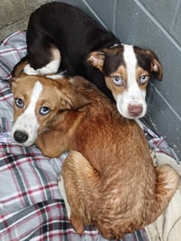 Blitz - Photo 4