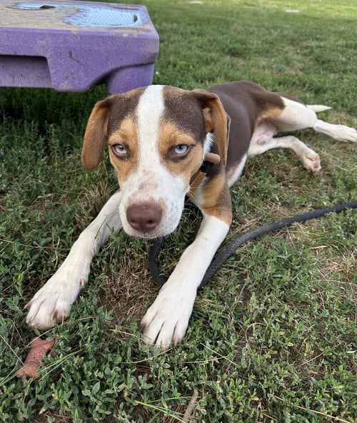 BLITZ - Hound / Australian Shepherd available for adoption