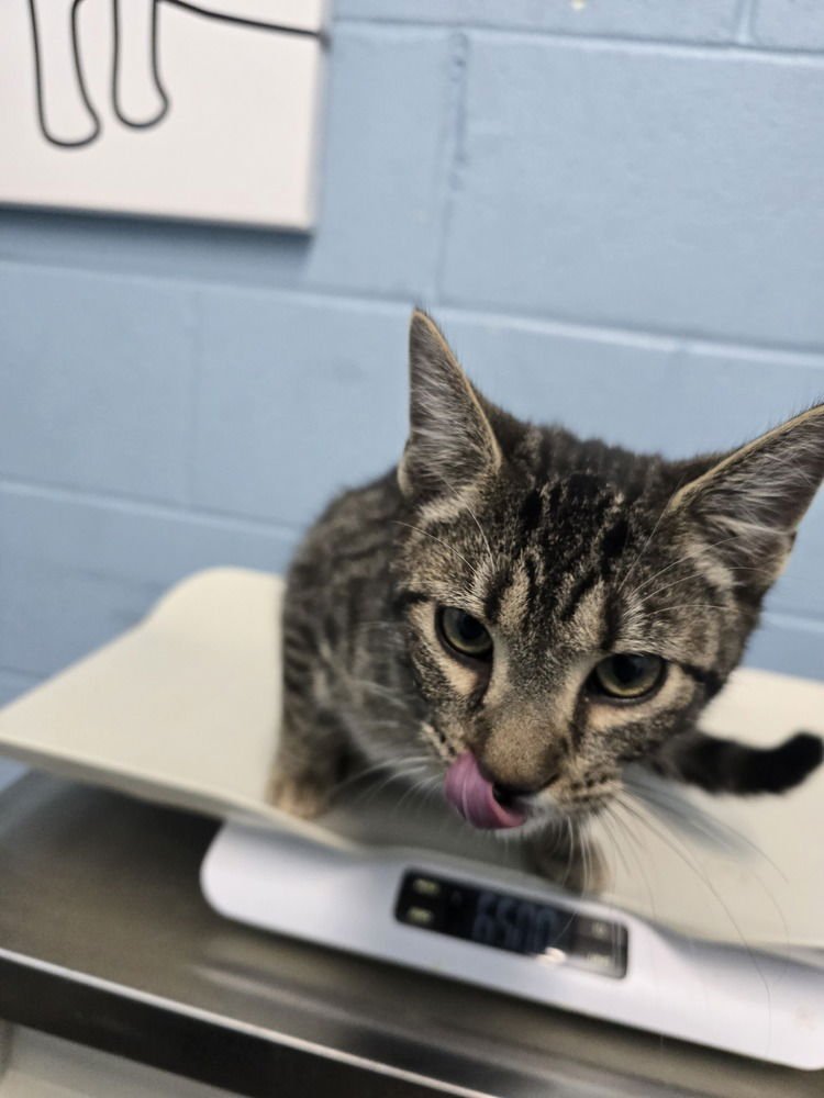 THE BIG MEOWSKI - Domestic Short Hair available for adoption