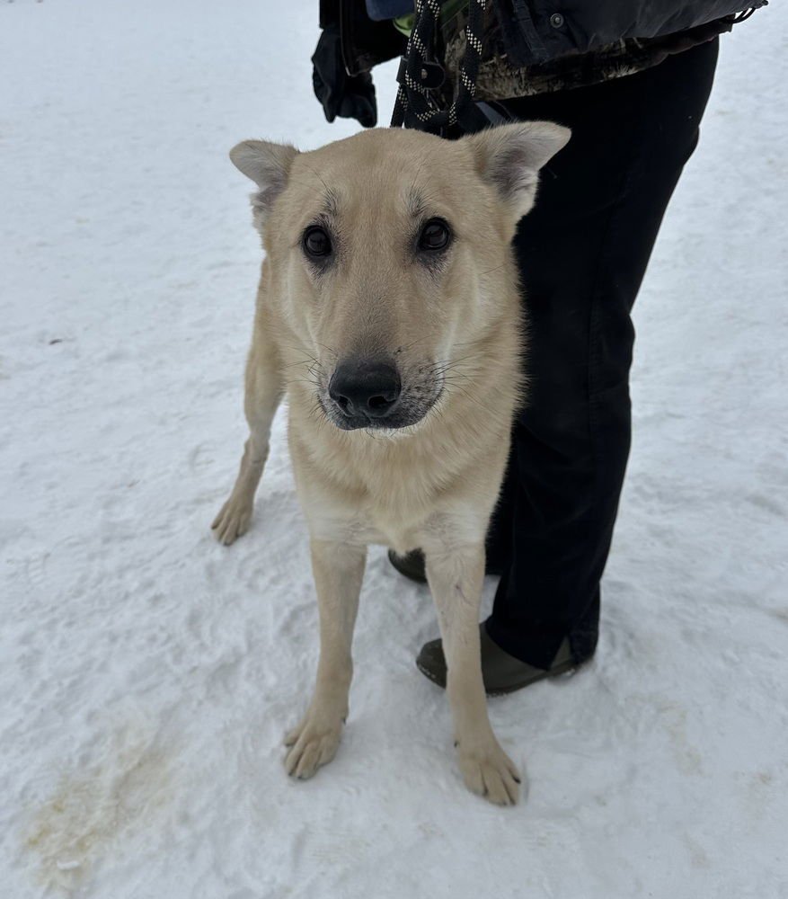 MAVERICK - German Shepherd Dog available for adoption