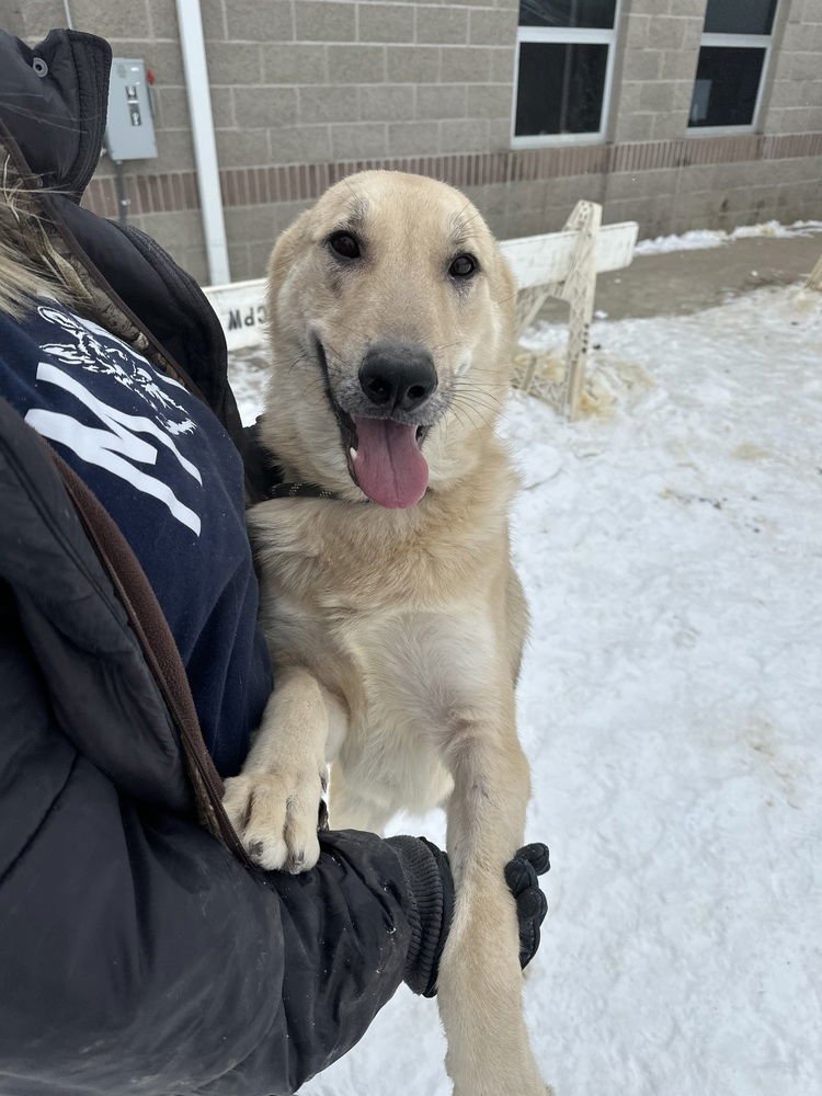 MAVERICK - German Shepherd Dog available for adoption