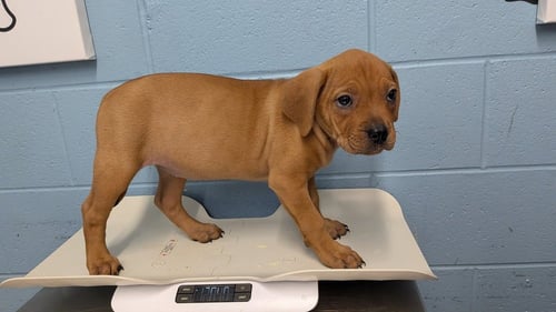 INEZ - Pit Bull Terrier / Rottweiler available for adoption
