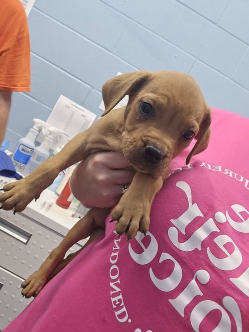 INEZ - Pit Bull Terrier / Rottweiler available for adoption