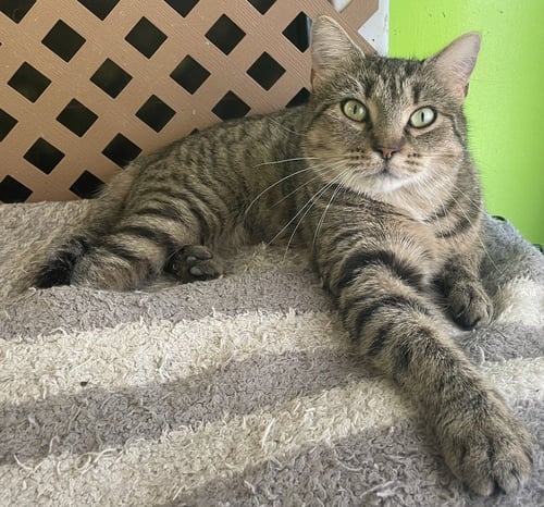 HAVEN BESS - Domestic Short Hair available for adoption