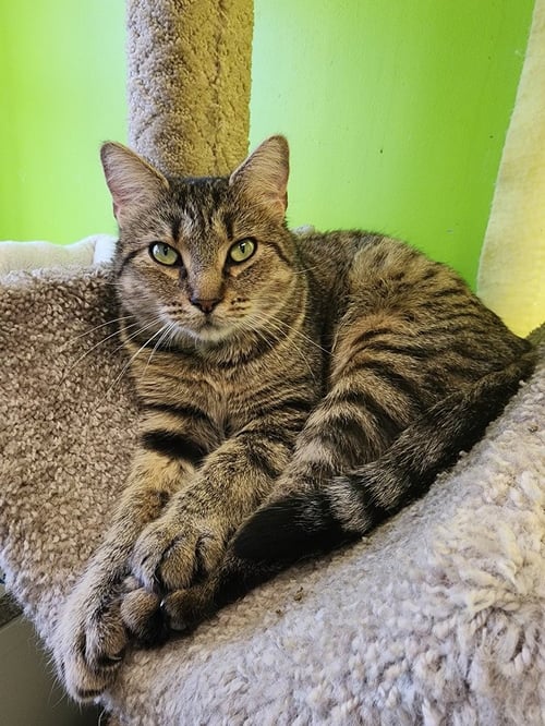 HAVEN BESS - Domestic Short Hair available for adoption