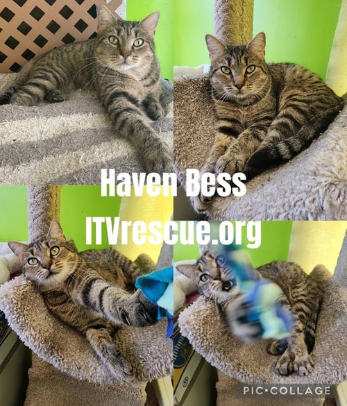 HAVEN BESS - Domestic Short Hair available for adoption