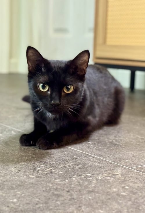 GARNETT - Domestic Short Hair for adoption in Evansville