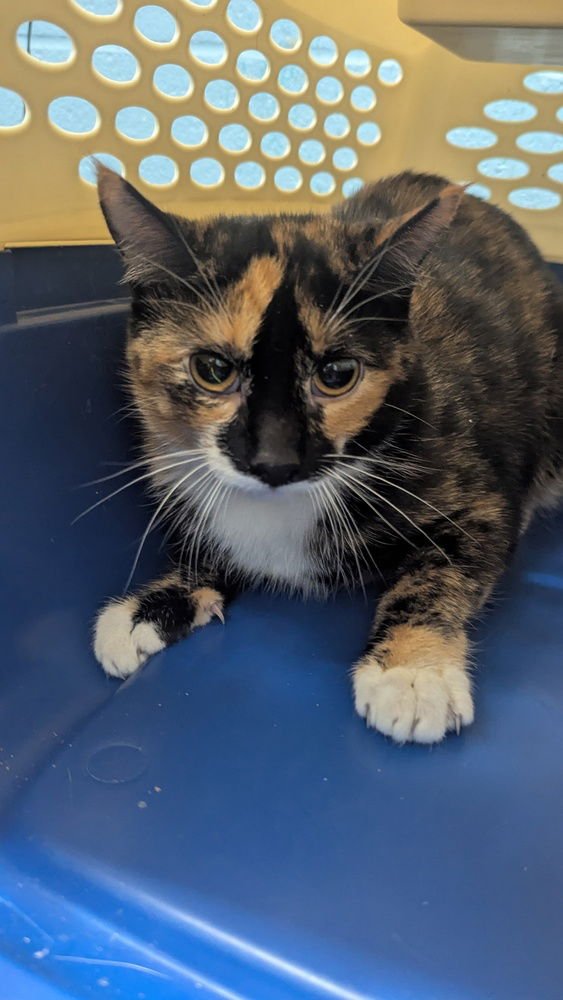 BUTTONS - Domestic Short Hair available for adoption