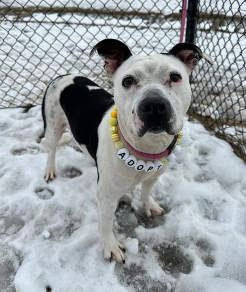 DUTCHESS ROSE - Pit Bull Terrier available for adoption