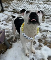 Dutchess Rose - Photo 2