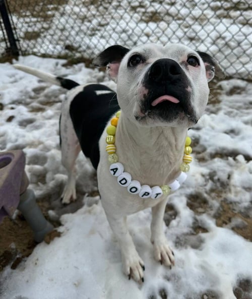 DUTCHESS ROSE - Pit Bull Terrier available for adoption