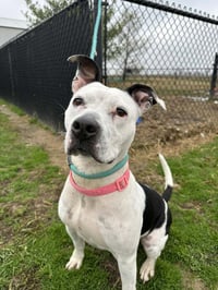 Dutchess Rose - Photo 4