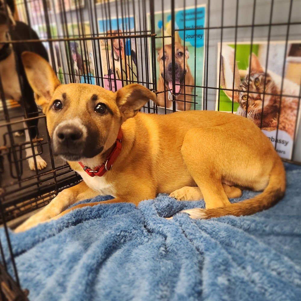 BAYLOR - Cattle Dog available for adoption