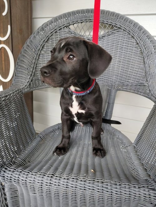 SETH - Terrier available for adoption