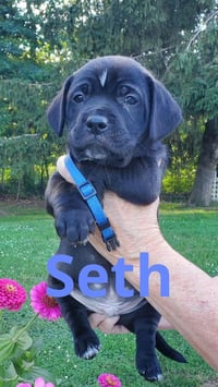 Seth - Photo 4