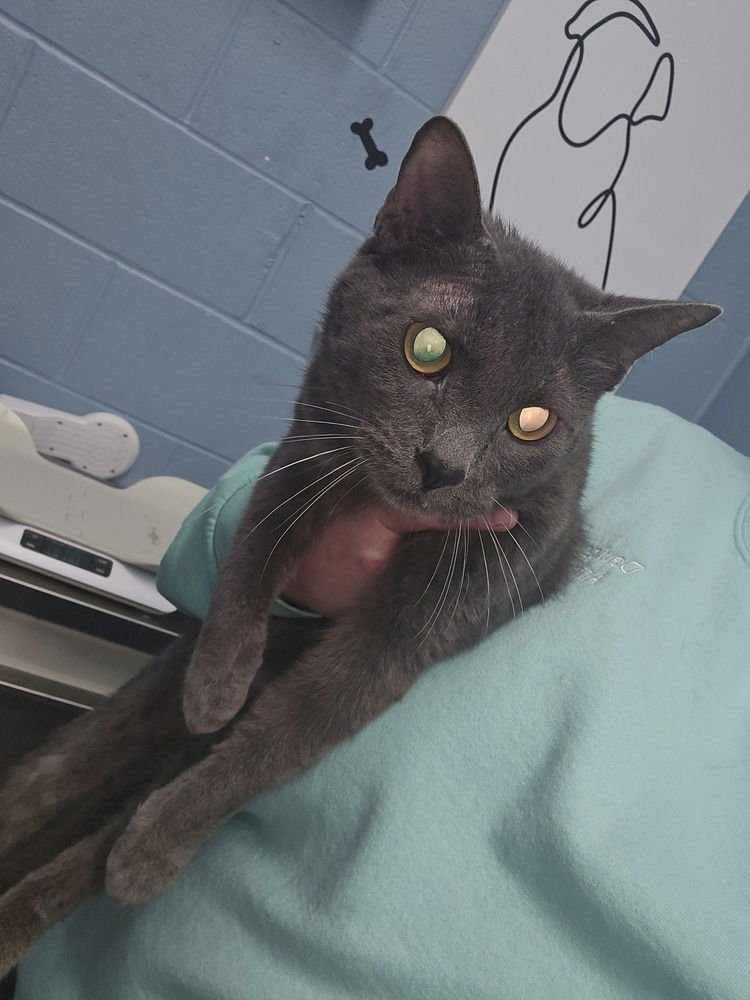 POPEYE - Domestic Short Hair available for adoption