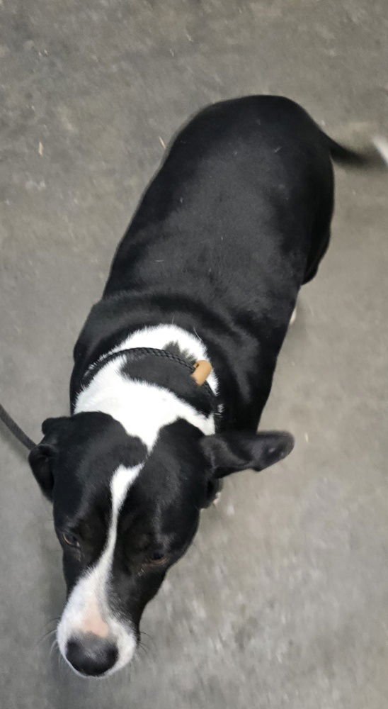 LUCIA - Terrier available for adoption