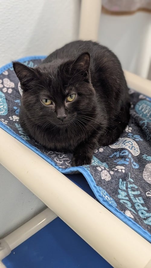 BELLADONNA - Domestic Short Hair available for adoption