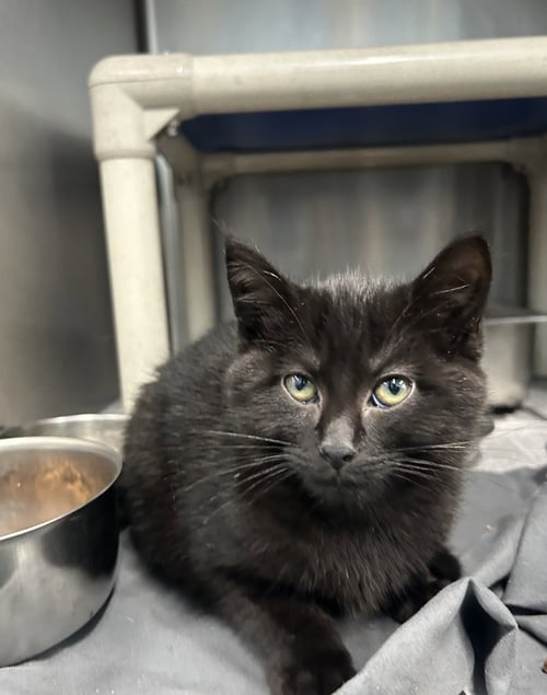 BELLADONNA - Domestic Short Hair available for adoption