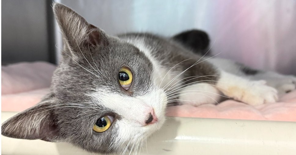 WALNUT - Domestic Short Hair available for adoption