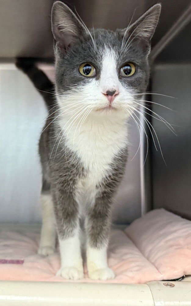 WALNUT - Domestic Short Hair available for adoption