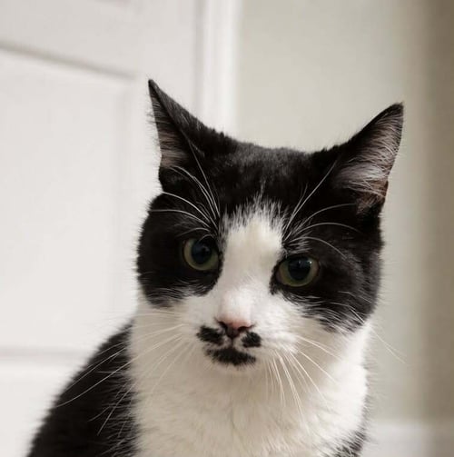 MR MONOPOLY - Domestic Short Hair available for adoption