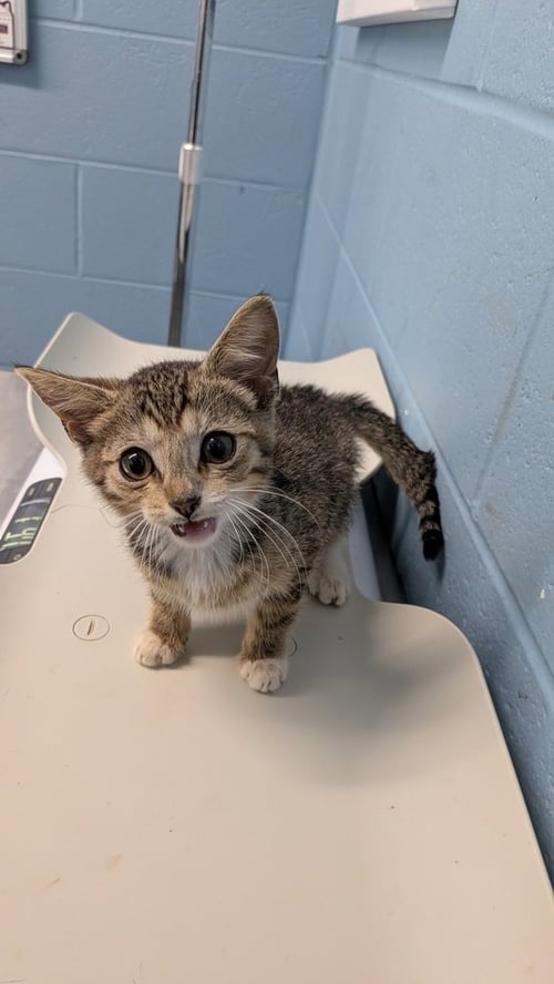 MUMFORD - Domestic Short Hair available for adoption