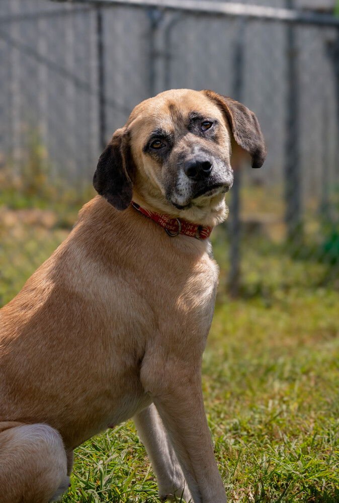 RIP - Great Pyrenees available for adoption