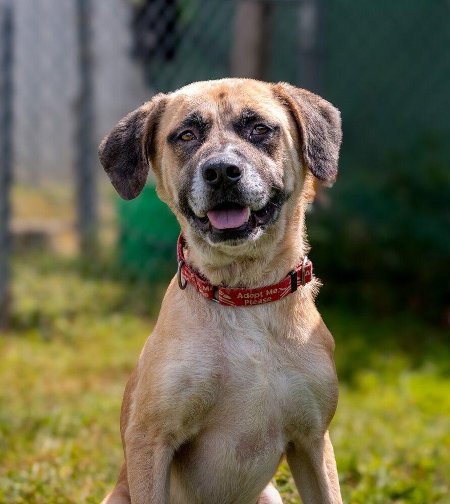 RIP - Great Pyrenees available for adoption