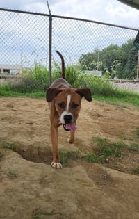 Buckeye - Photo 4