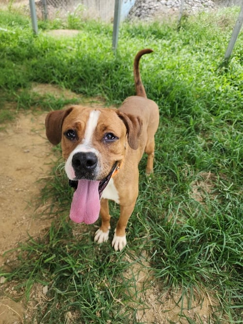 BUCKEYE - Boxer / Terrier available for adoption