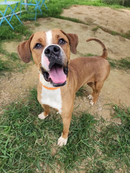 BUCKEYE - Boxer / Terrier available for adoption