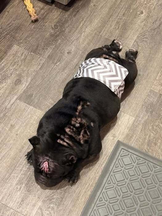 SULLY - Bulldog available for adoption