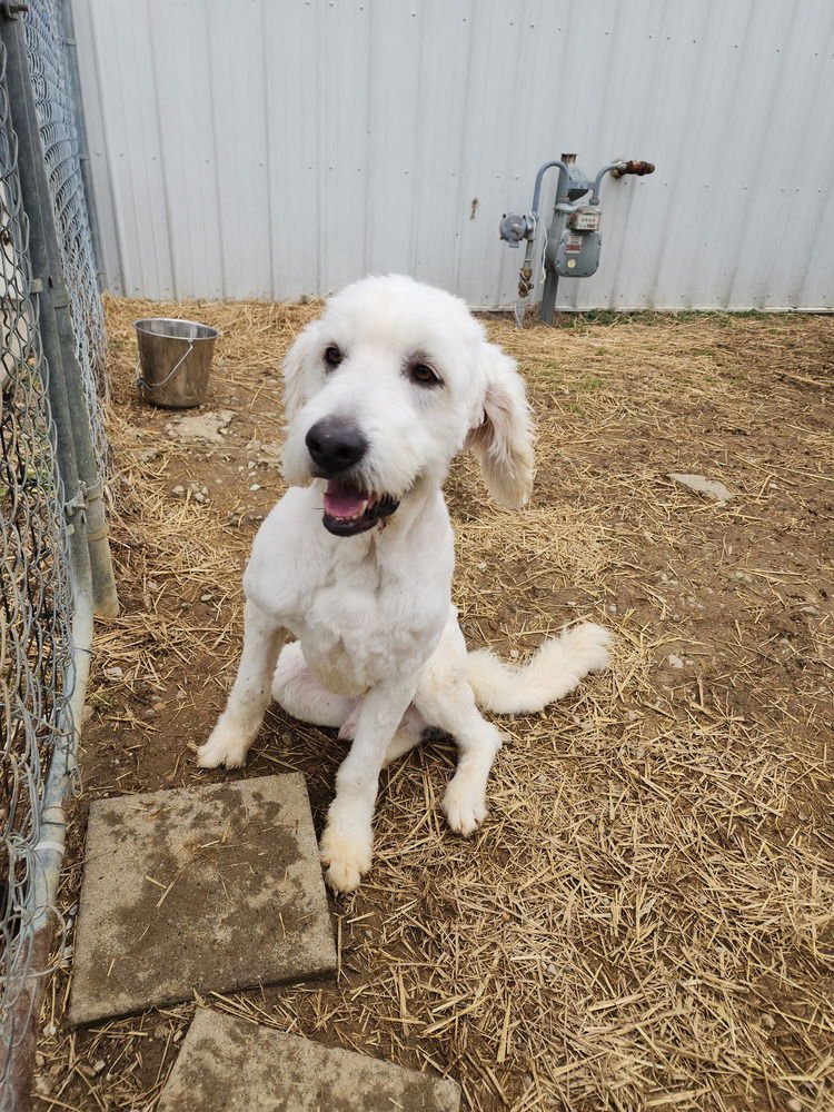 COOPER - Great Pyrenees available for adoption